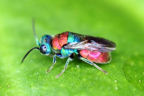 Holopyga sp.